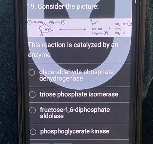 19. Consider the picture:
This reaction is catalyzed by an
enzyme
glyceraldehyde.phosphate
dehydrogenase
triose phosphate isomerase
fructose-1,6-diphosphate
aldolase
phosphoglycerate kinase