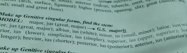 ad); small and great (horn)
not (arch.surface,I crest,great (suicus, wit c. ligament): Herior spinae tubercle, slit); gl
Genitive singular forms , find
rior, ius simplicior, ius (simplem)nor, us (small, minor)supernterior)
MODEL major
or, jus (great , major):(great, major)nd the stem:ius(wi
longer);brevior, ius posterior, ius (posterior)anterior, ius (anteriot)