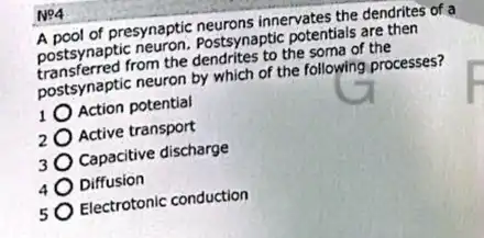 postsynaptic neuron.Postsynaptic potentials are then postsynaptic neuron the soma of the
A pool of presynaptic neurons innervates the dendrites of a
postsynaptic neuron by which of the following processes?
Action potential
Active transport
Capacitive discharge
Diffusion
Electrotonic conduction